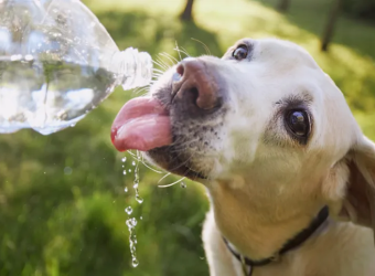 Keeping Your Pet Hydrated