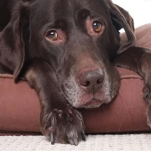Specialty Pet Surgery in Broomfield