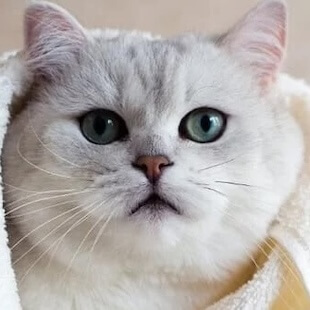 Wellness Pet Care in Broomfield