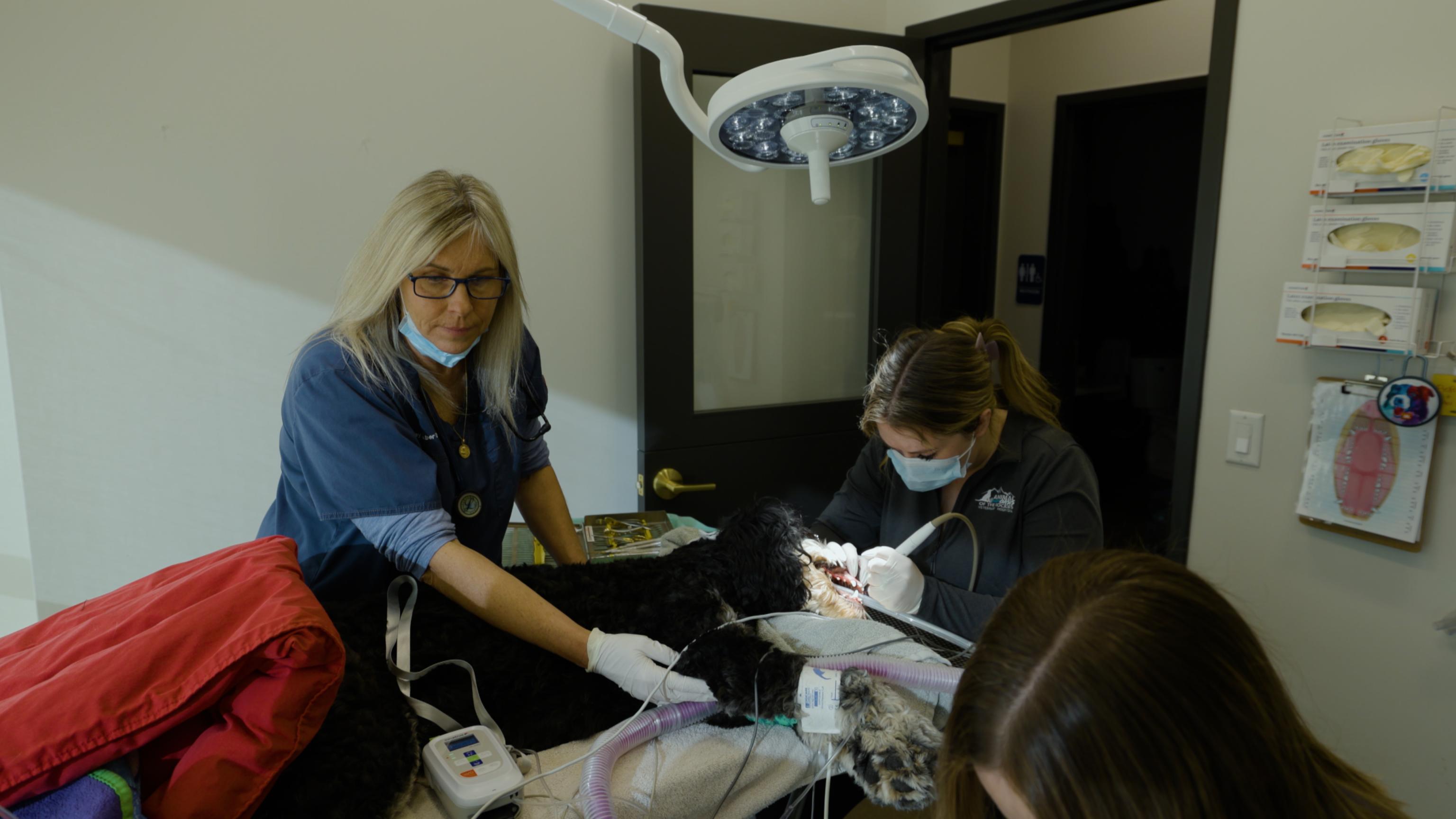 Dog Dental performed at Animal Oasis of the Rockies, Broomfield CO