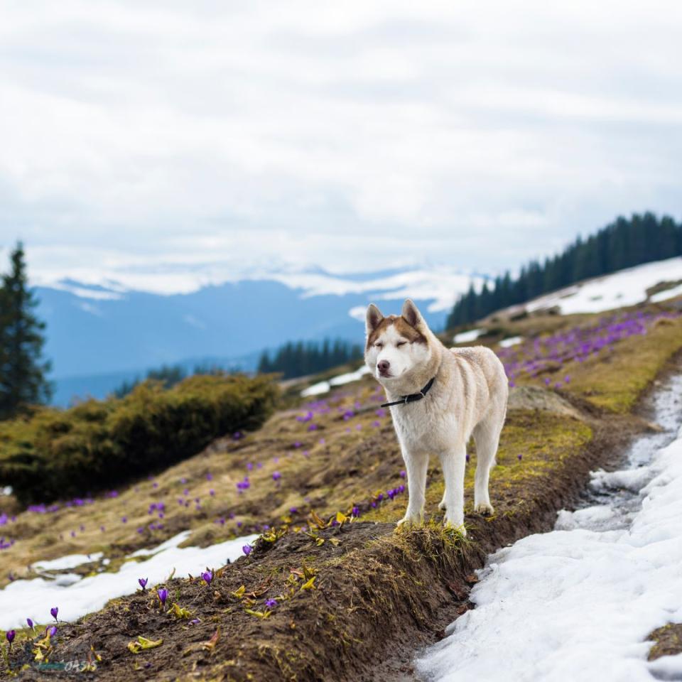 The Best Pet-Friendly Spots in Broomfield, CO