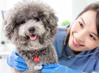 Pet Heart Health 101: Common Cardiac Conditions in Dogs &amp; Cats